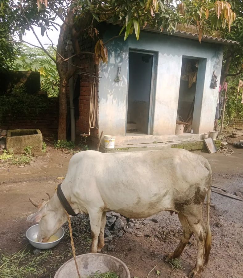 Rathi Cow R0505 in  JHARKHAND