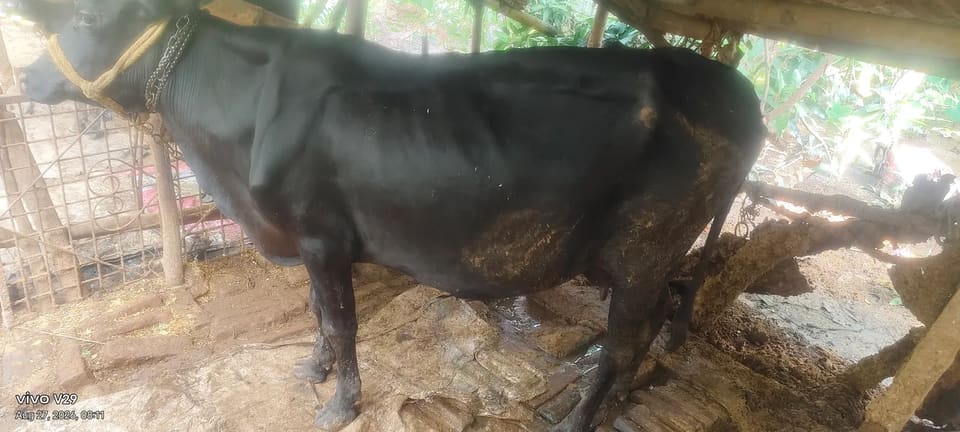 HF Cow in  BIHAR