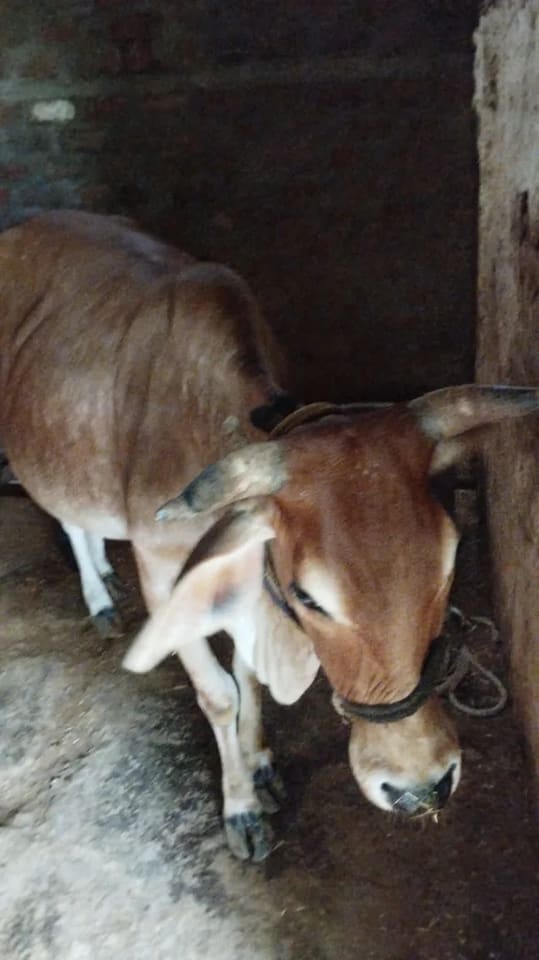 Others Cow in  MADHYA PRADESH