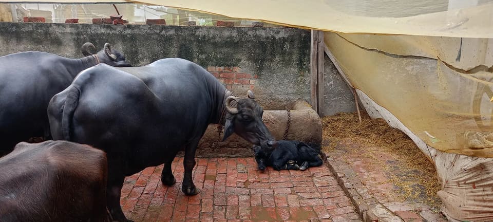 Murrah Buffalo in  HARYANA