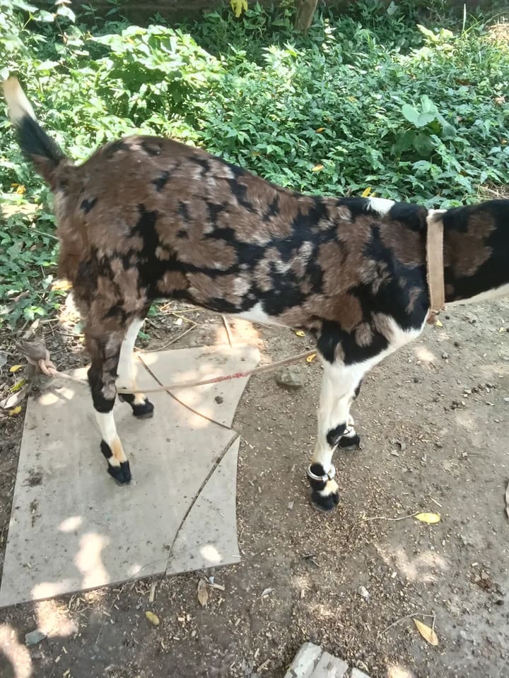 Gujri Goat G0202 in  WEST BENGAL