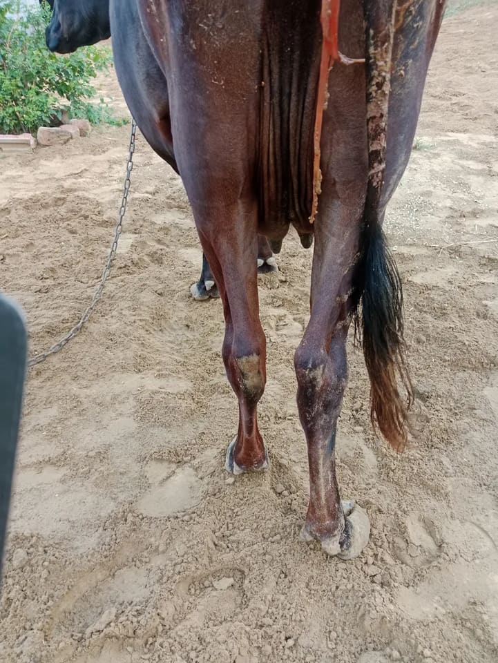 Rathi Cow in  RAJASTHAN