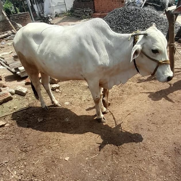 ONGOLE Cow O0207 in  MAHARASHTRA
