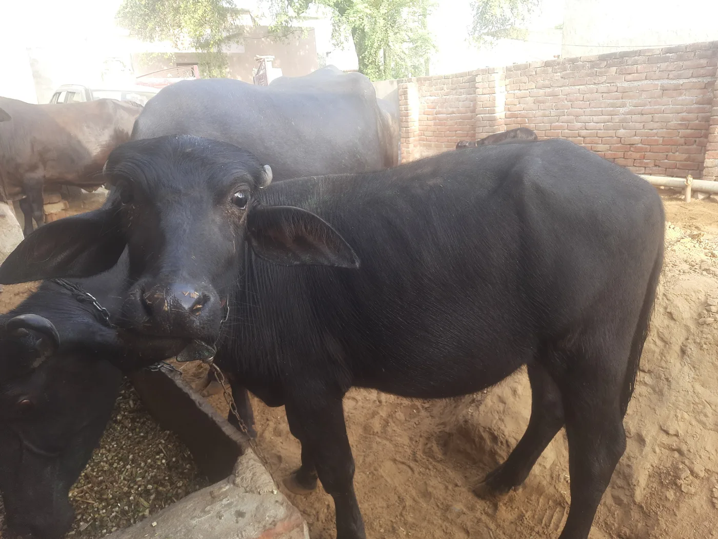 Jafarabadi Buffalo in  HARYANA