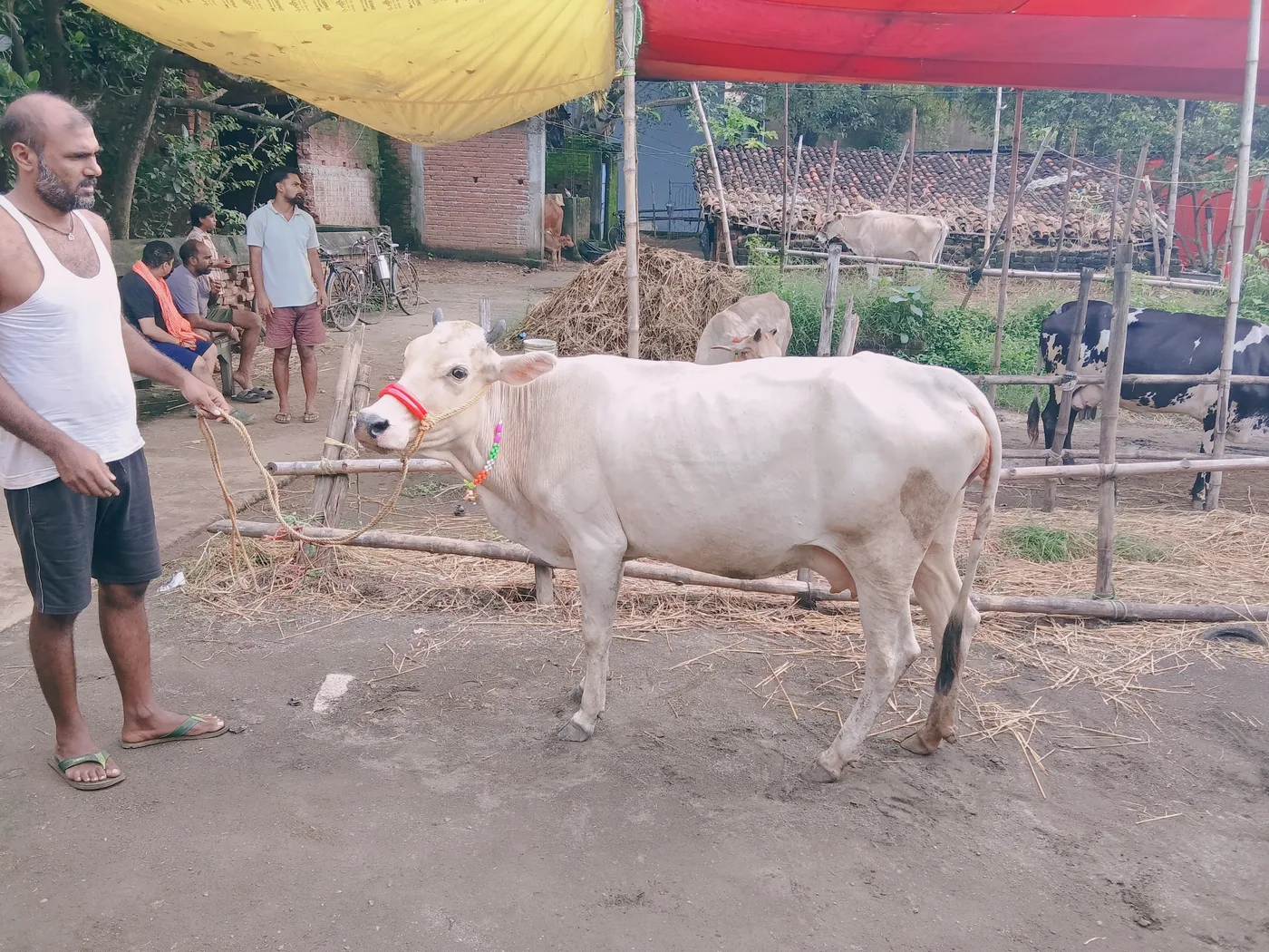 Dogli Cow O0585 in  JHARKHAND