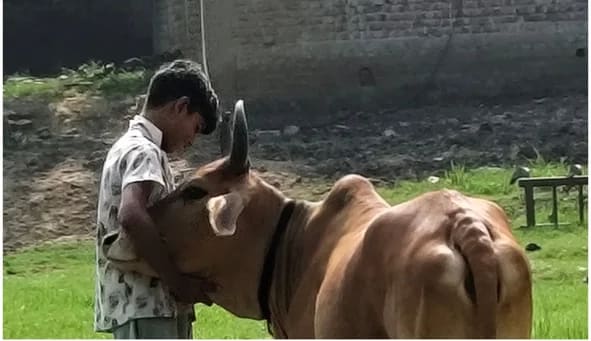 Desi Cow O0573 in  BIHAR