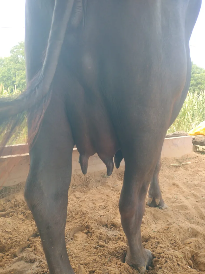 Murrah Buffalo M5025 in RAJASTHAN