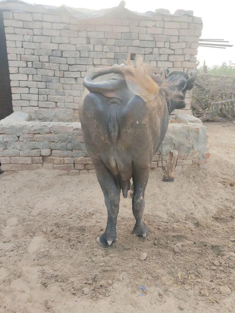 Murrah Buffalo in  RAJASTHAN