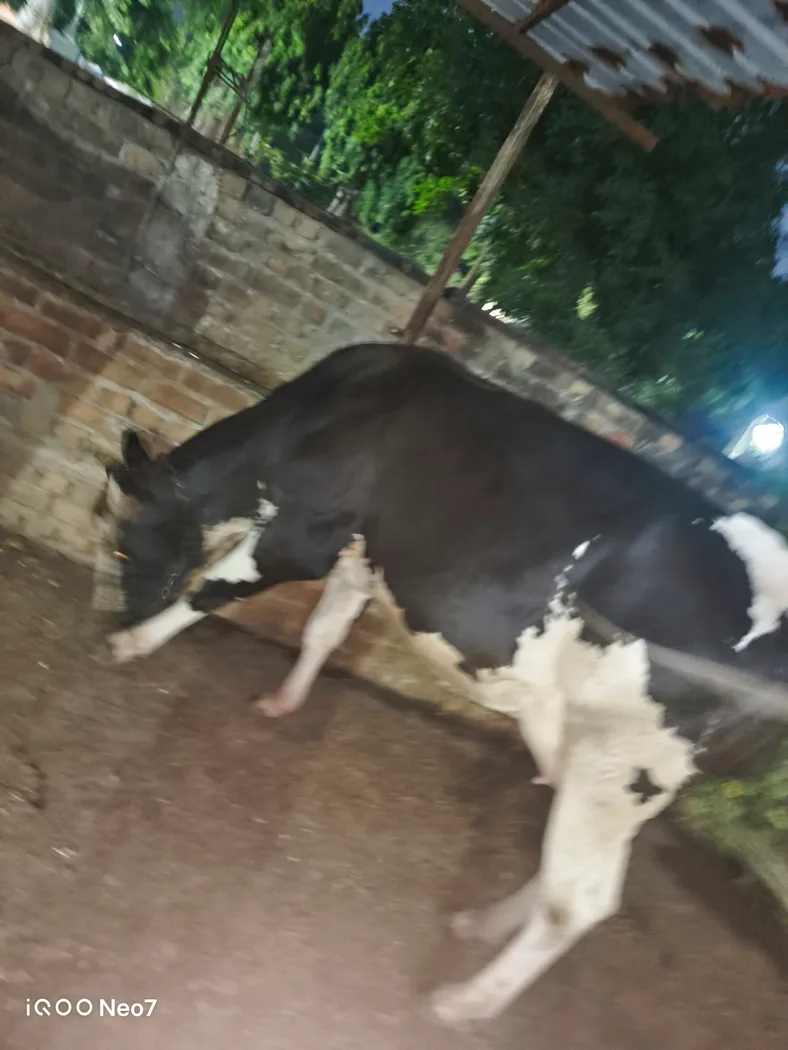 HF Cow H3345 in  HARYANA