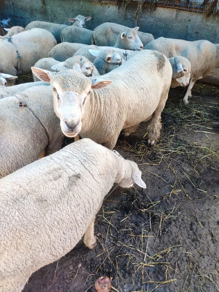 Corriedale texel merino darset Sheep O0080 in JAMMU AND KASHMIR