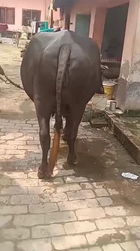 Murrah Buffalo in  UTTAR PRADESH