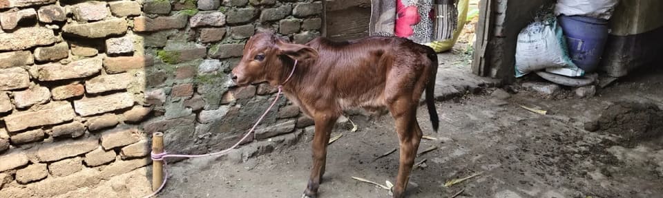 Sahiwal Cow S2013 in  BIHAR