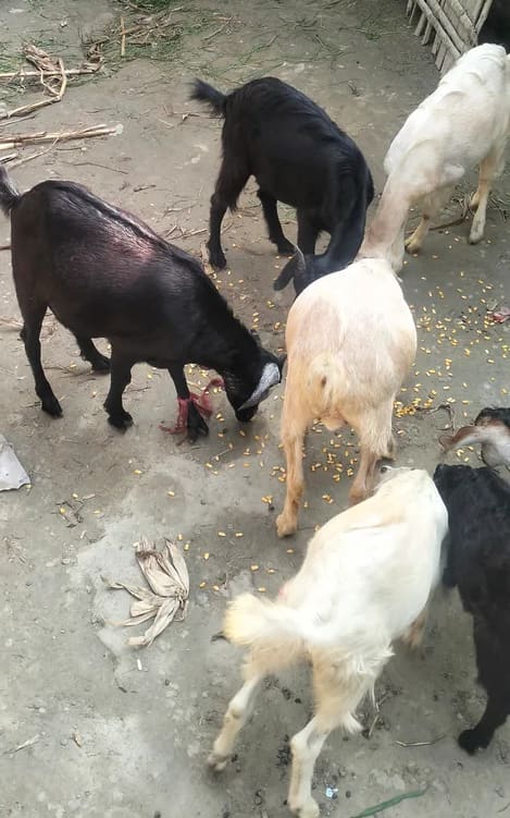 Black Bengal Goat B0109 in  BIHAR