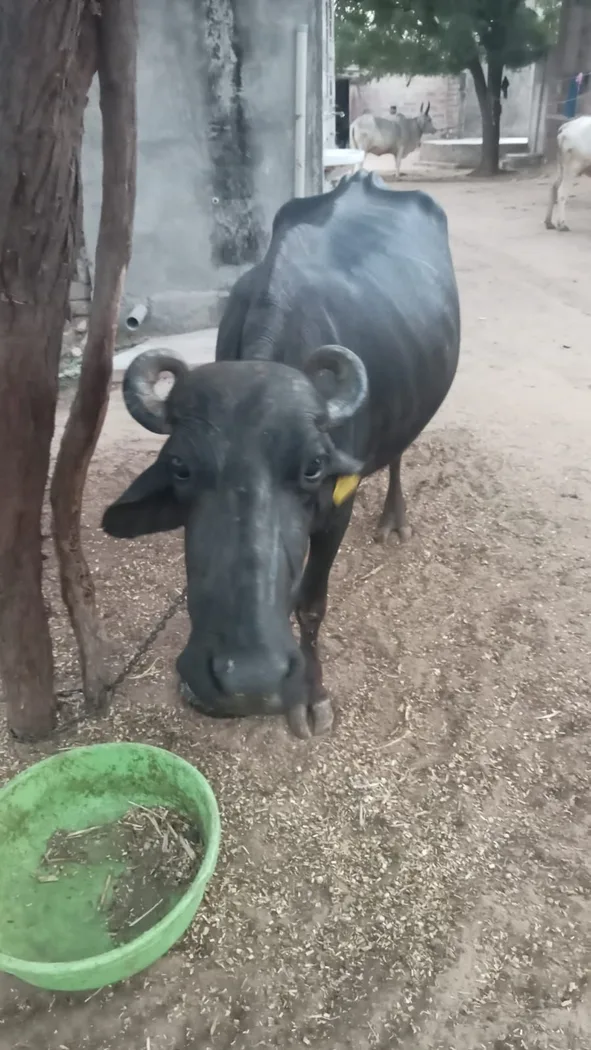 Others Buffalo in  RAJASTHAN