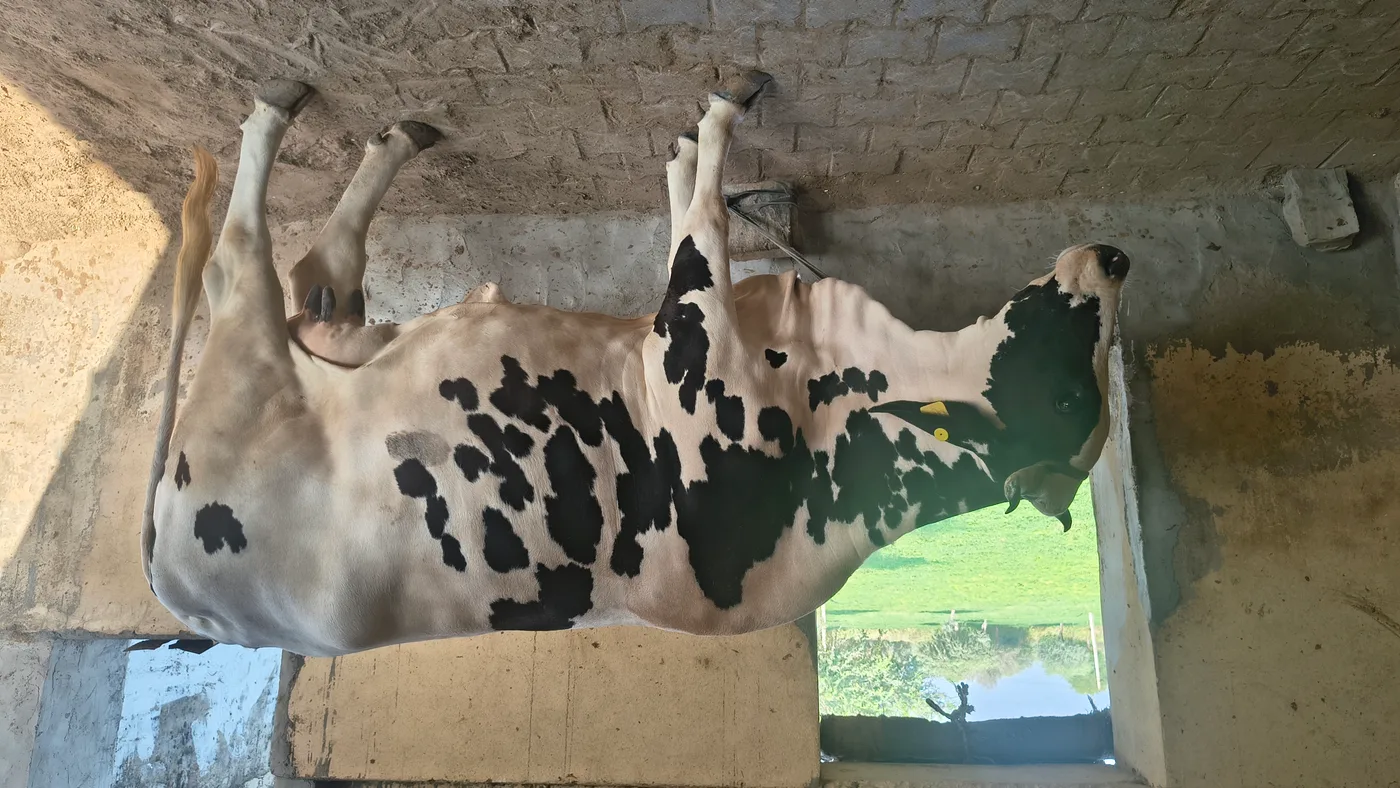 American Cow O0526 in  RAJASTHAN