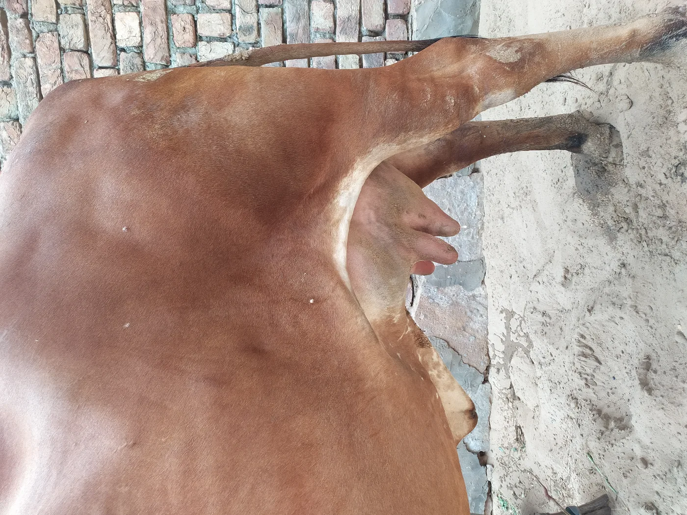 Sahiwal Cow in  RAJASTHAN