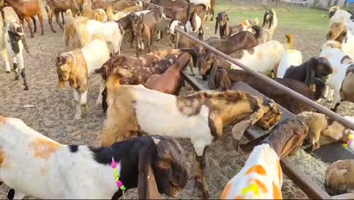 Totapuri Goat O0261 in  WEST BENGAL