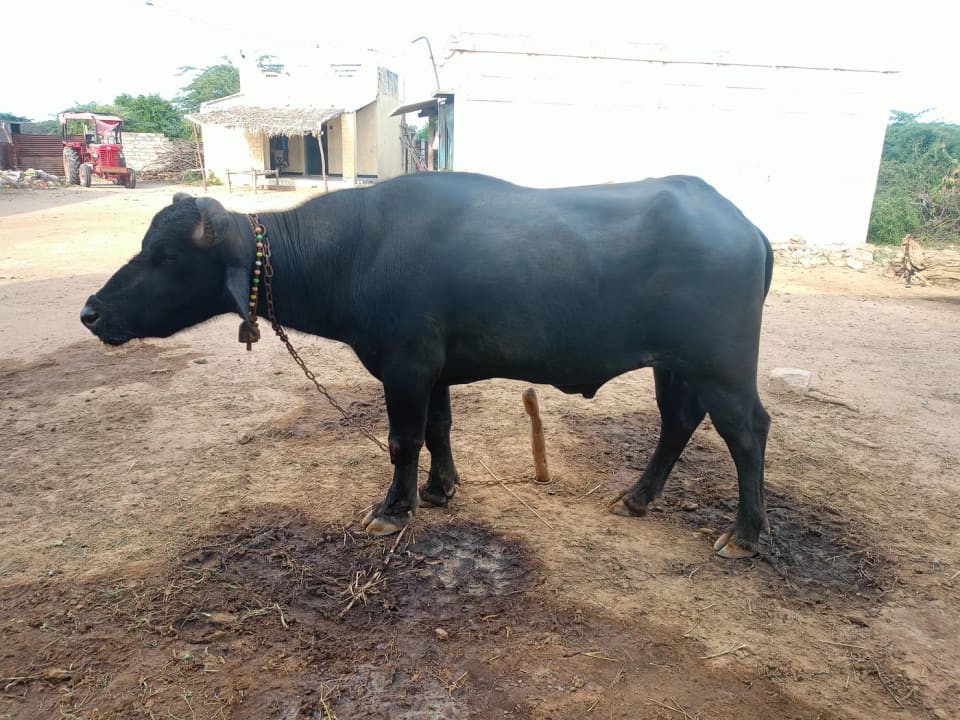 Banni  Buffalo B0557 in  GUJARAT