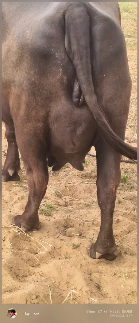 Murrah Buffalo in  RAJASTHAN