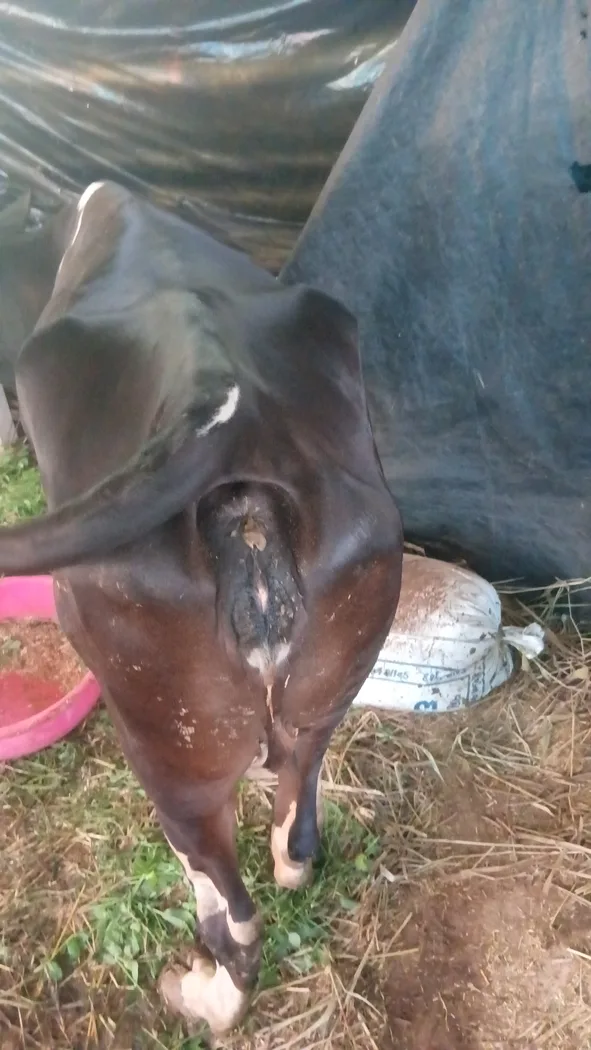 HF Cow in  GUJARAT