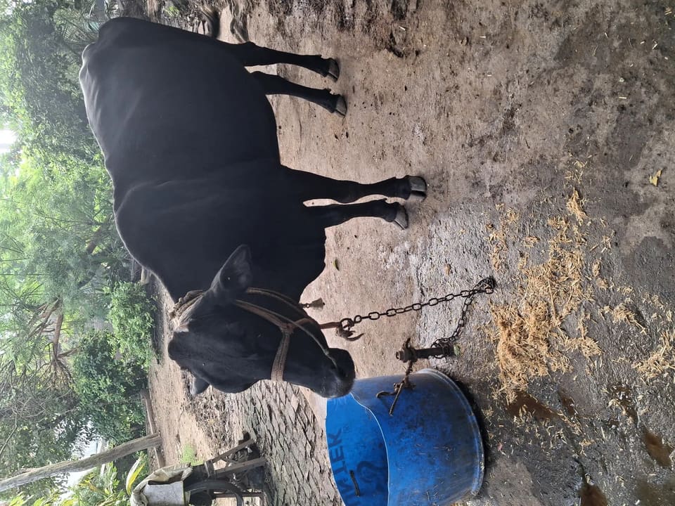 HF Cow in  BIHAR