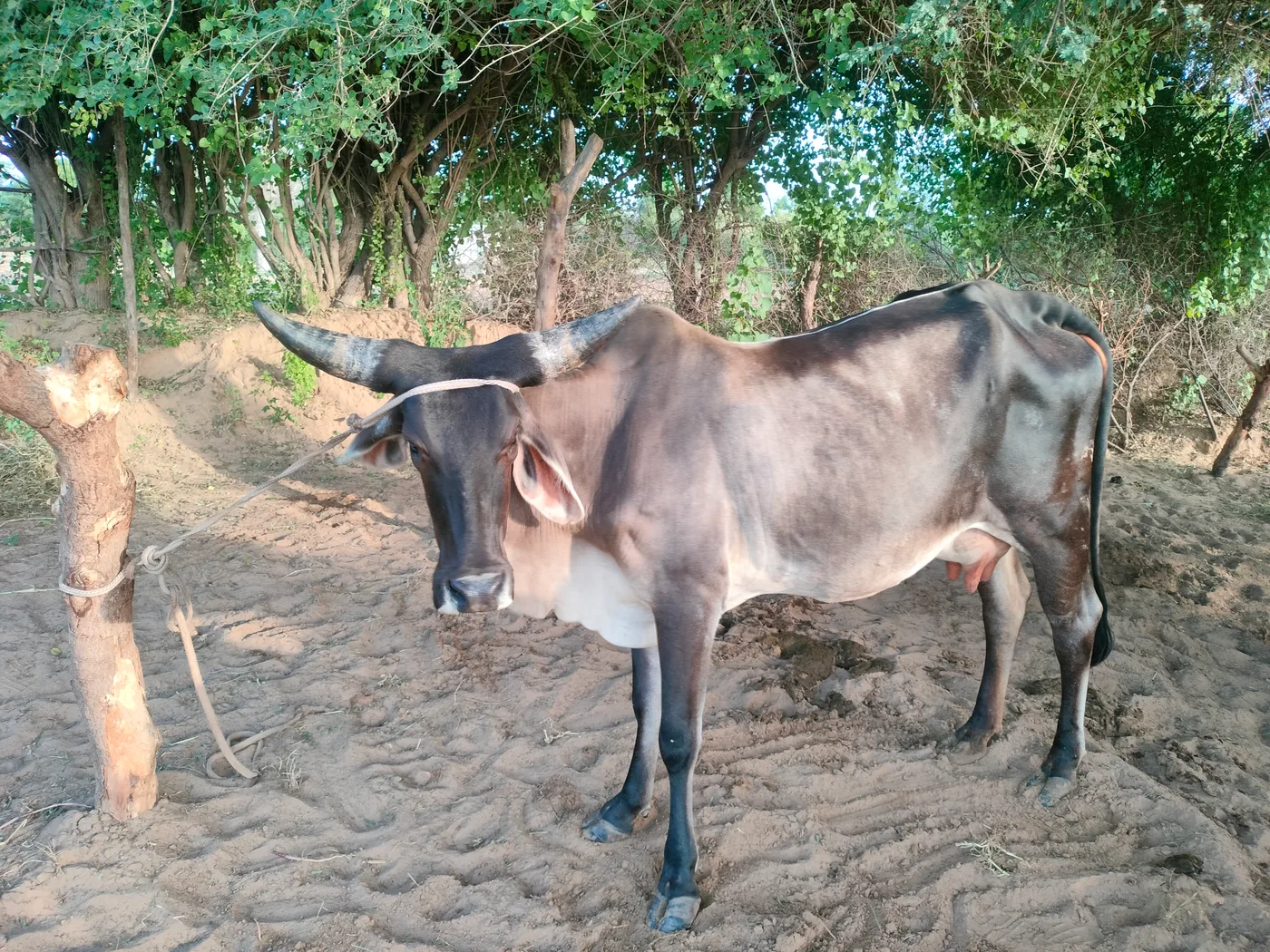 Others Cow in  TELANGANA