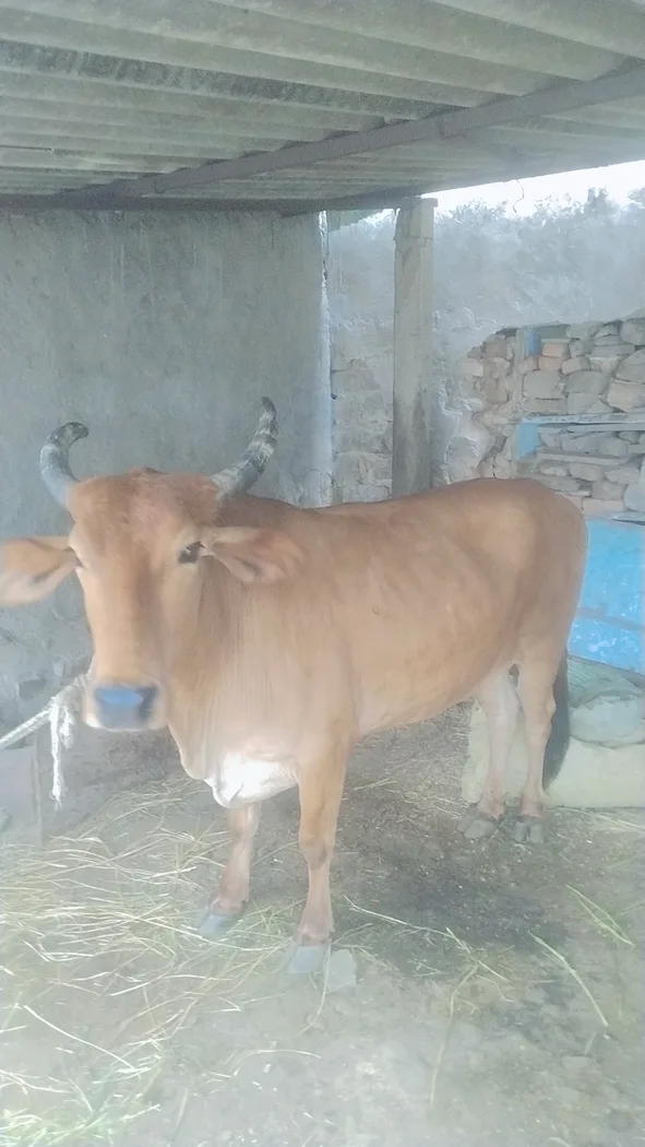 Others Cow in  RAJASTHAN