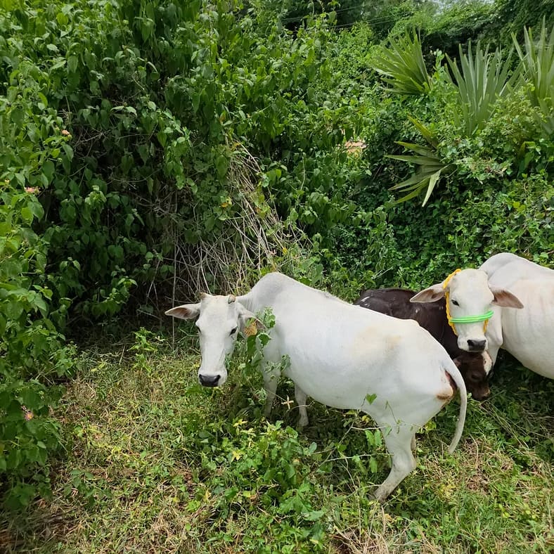 Punganur  Cow in  ANDHRA PRADESH