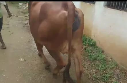 Gir Cow in  ODISHA