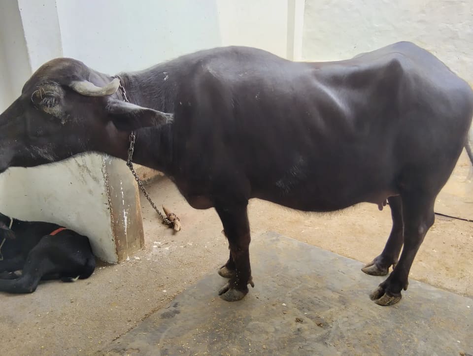 Murrah Buffalo M5308 in  UTTAR PRADESH