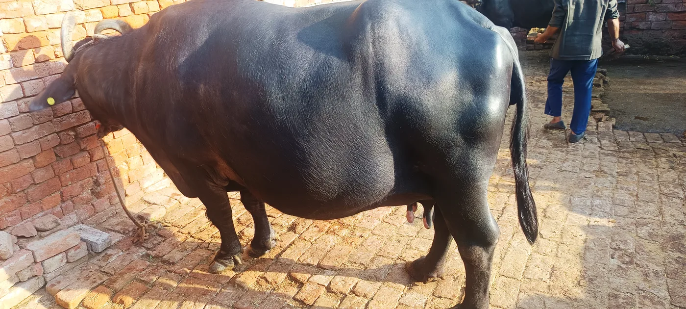 Murrah Buffalo M5403 in  UTTAR PRADESH