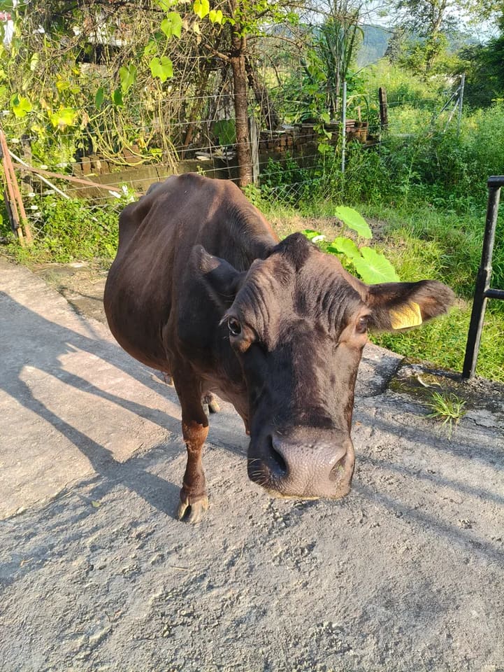 Jersey Cow in  HIMACHAL PRADESH