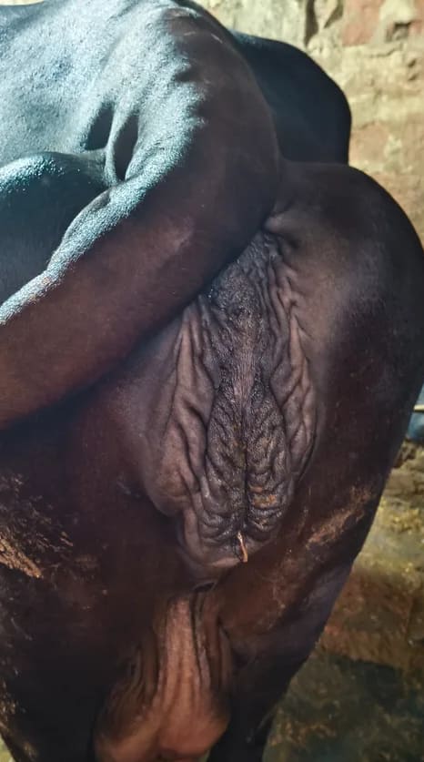 Gir Cow in  BIHAR