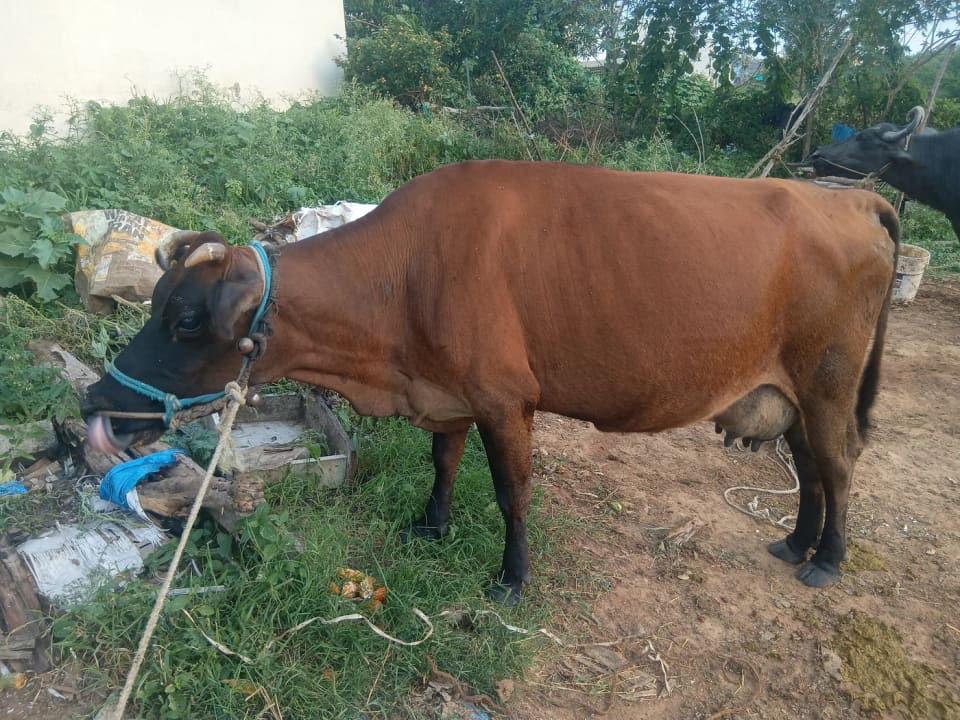Jersey Cow J1564 in  KARNATAKA