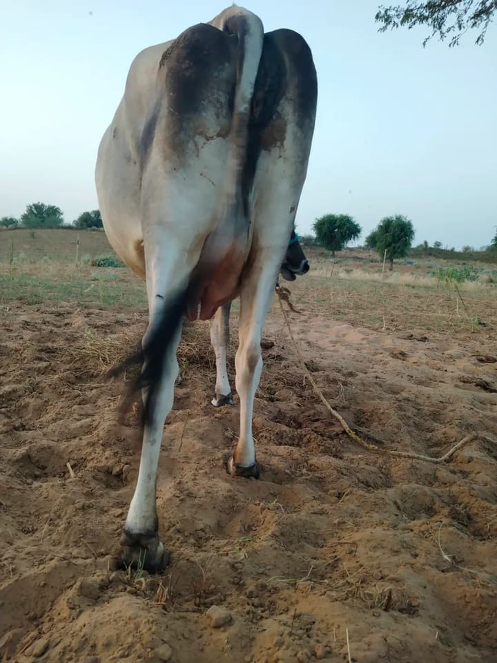 Others Cow in  RAJASTHAN
