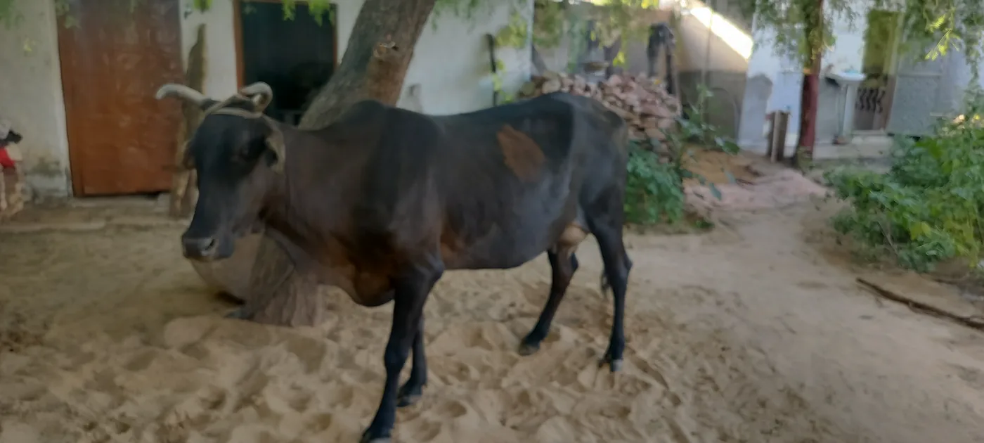 Rathi Cow R0533 in  RAJASTHAN