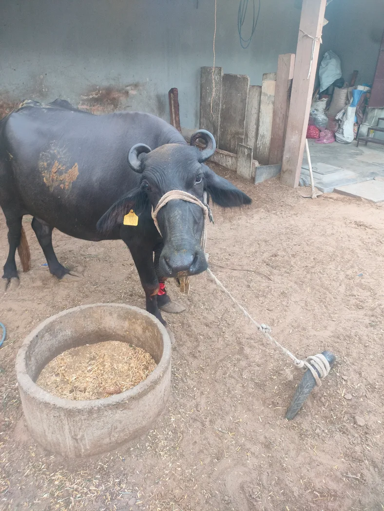 Others Buffalo in  RAJASTHAN