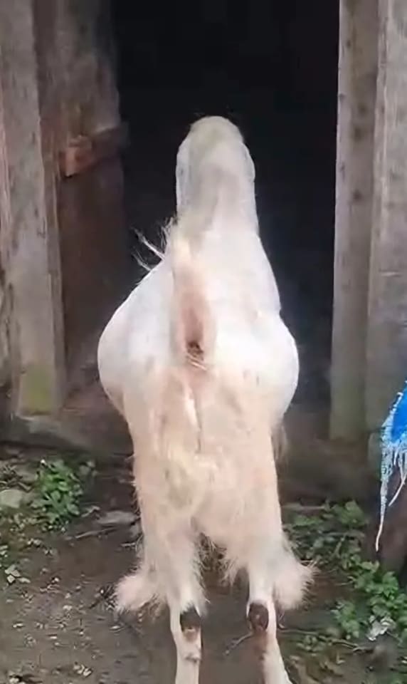 Sojat Goat in  UTTARAKHAND