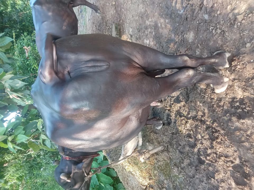 Others Buffalo in  UTTAR PRADESH