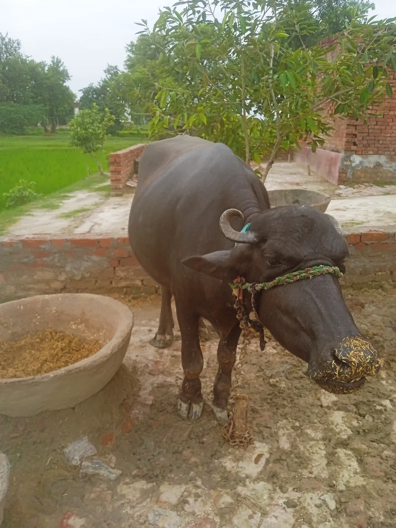 Murrah Buffalo in  UTTAR PRADESH