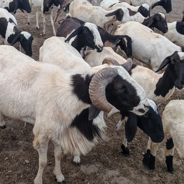Sindhanoor Sheep in  ANDHRA PRADESH