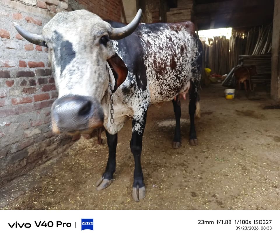 HF Cow in  RAJASTHAN