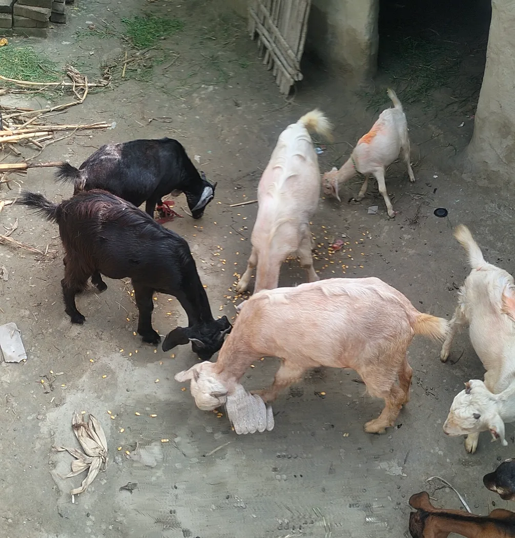 Barbari Goat B0503 in  BIHAR