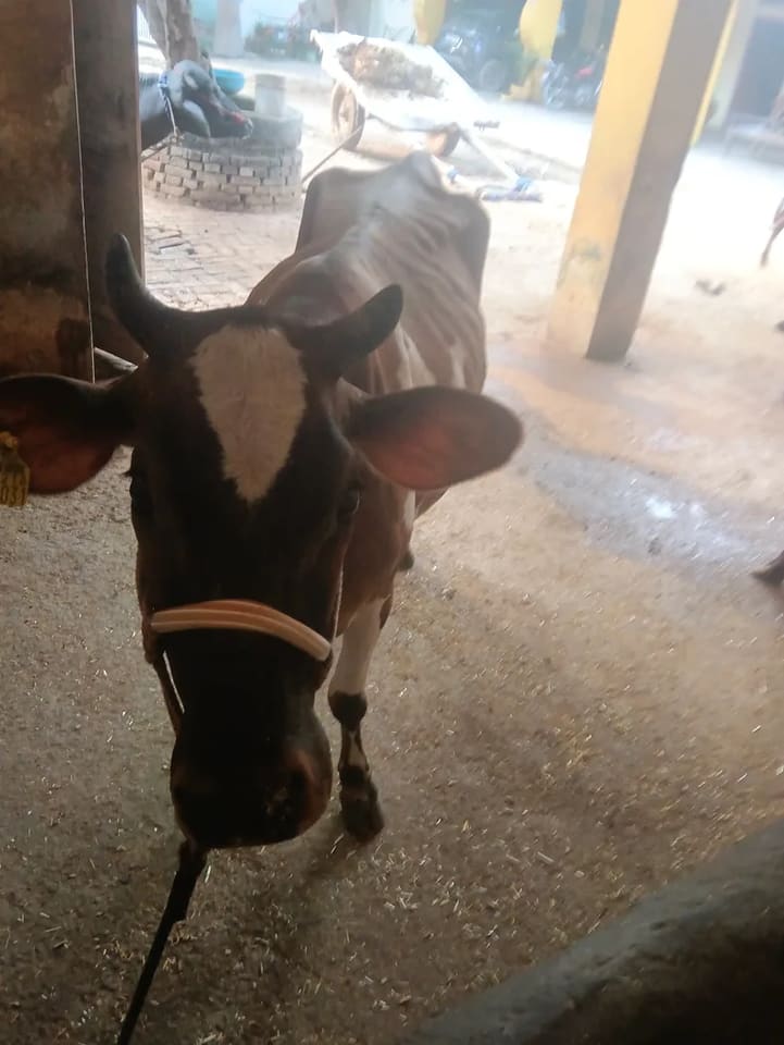HF Cow in  UTTAR PRADESH
