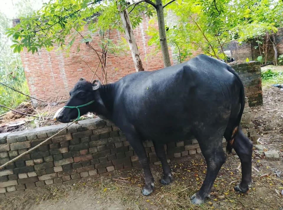 Jafarabadi Buffalo in  UTTAR PRADESH