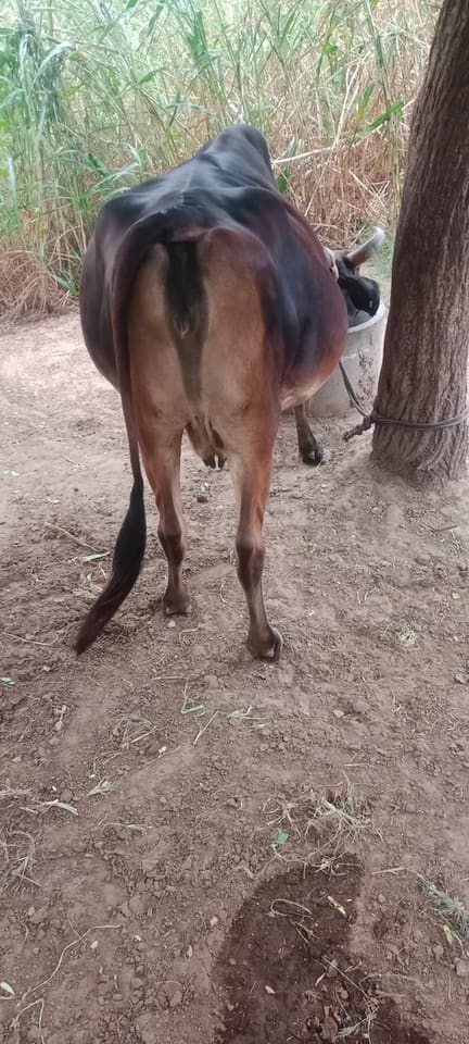 Sahiwal Cow in  RAJASTHAN