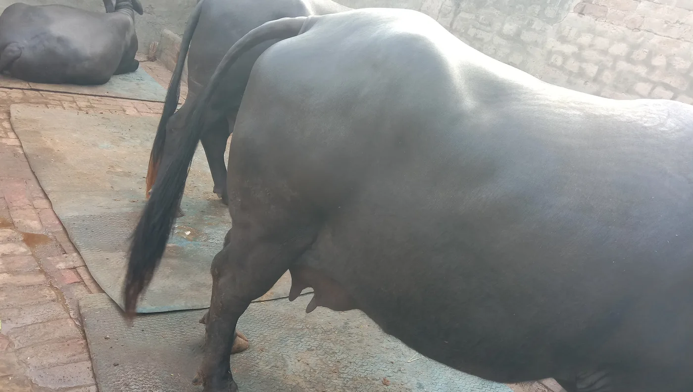 Murrah Buffalo in  RAJASTHAN