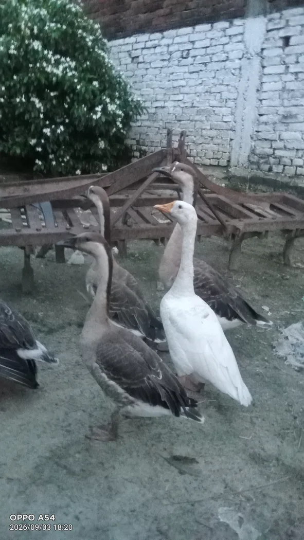 Chinese hans Rajhans O0864 in  BIHAR