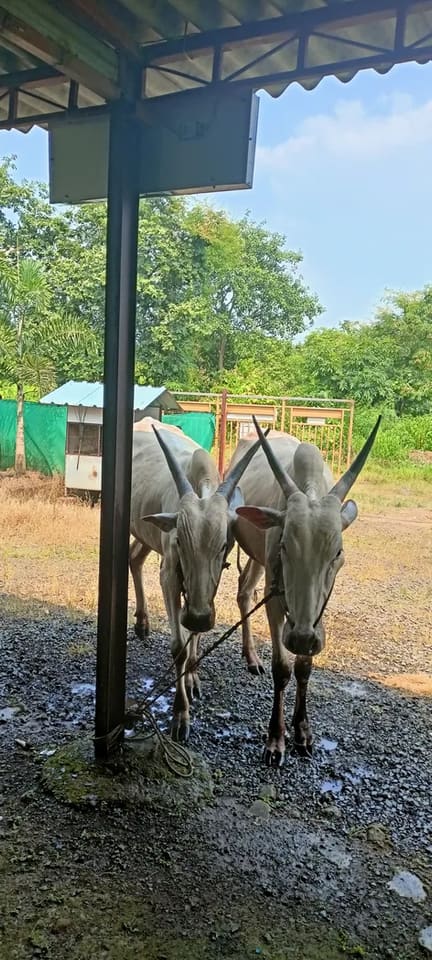 Others Others in MAHARASHTRA