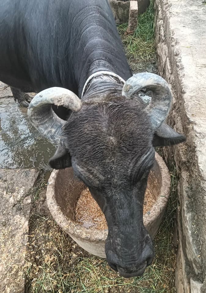 Murrah Buffalo in  MADHYA PRADESH